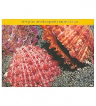 SPONDYLUS: OFRENDA SAGRADA Y SÍMBOLO DE PAZ